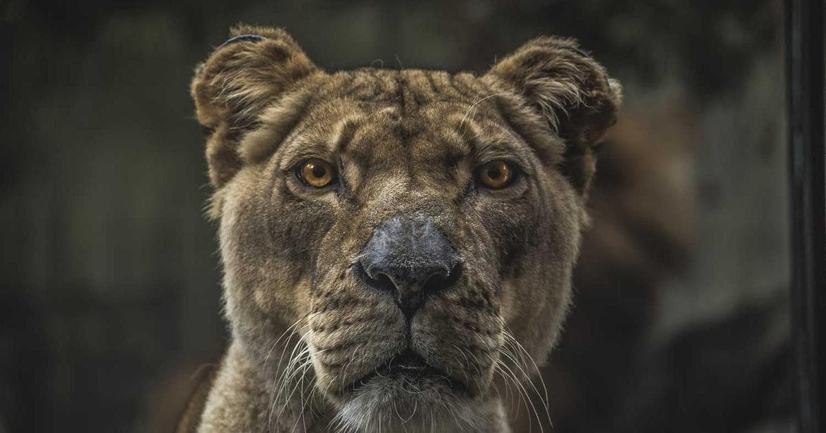 Roblox et l'IA : Le duo qui va révolutionner vos jeux !